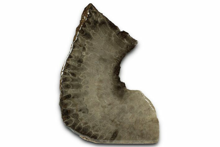 Free-Standing, Petoskey Stone (Fossil Coral) Section - Michigan #356979